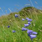 harebells2.jpg